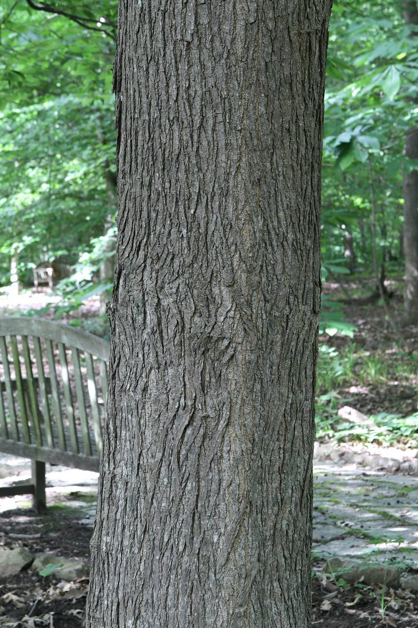 Photo of Red Mulberry