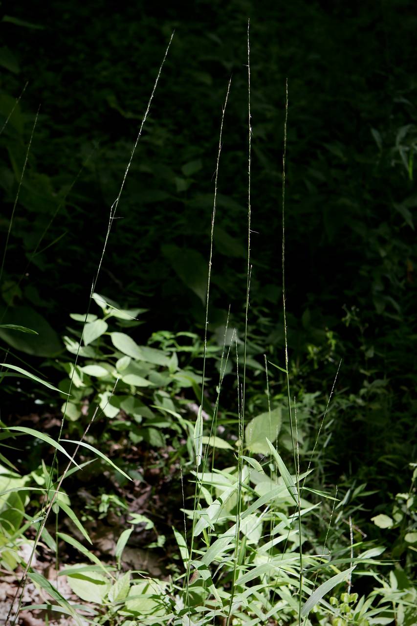 Photo of Slender Muhly