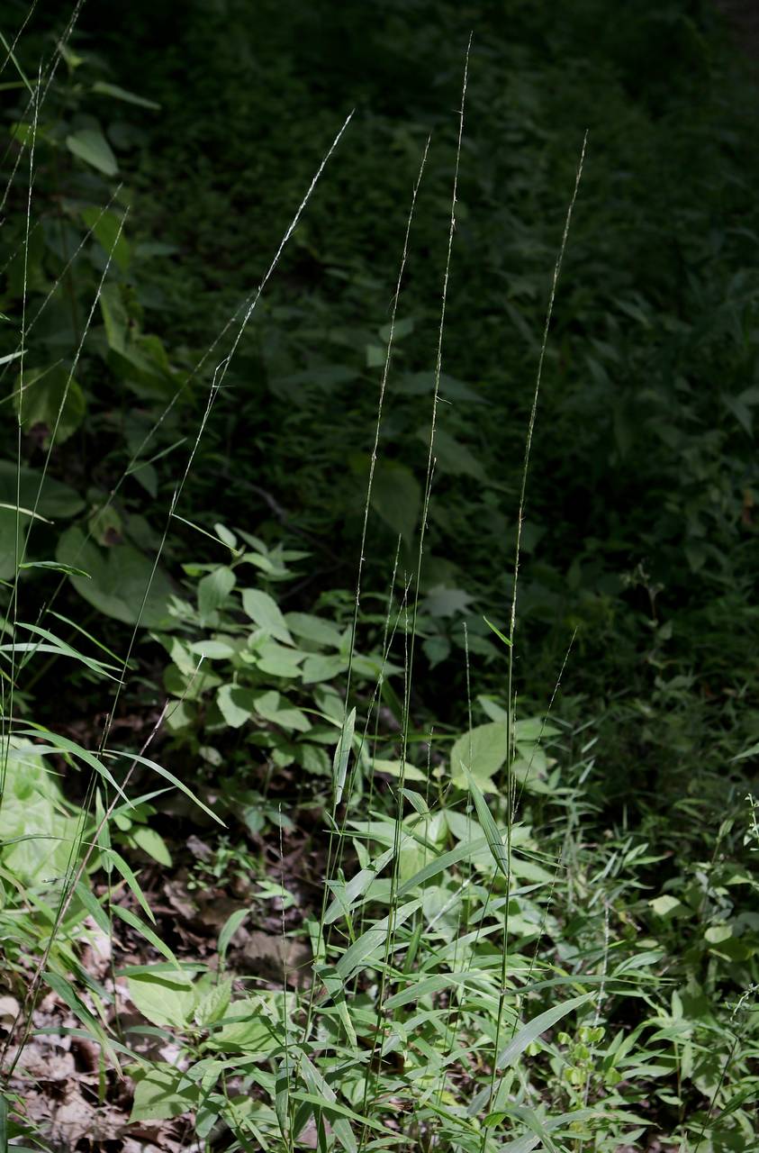 Photo of Slender Muhly