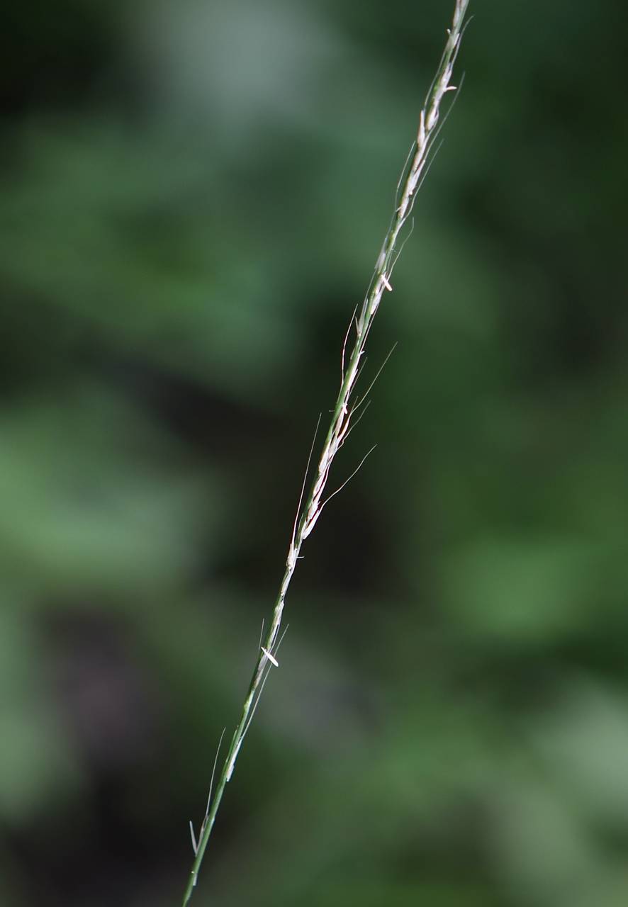 Photo of Slender Muhly