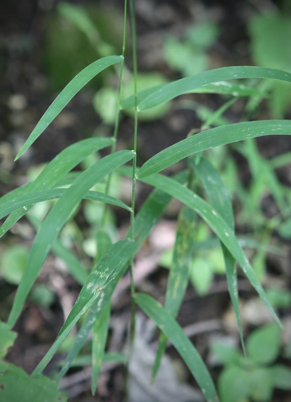 Photo of Slender Muhly