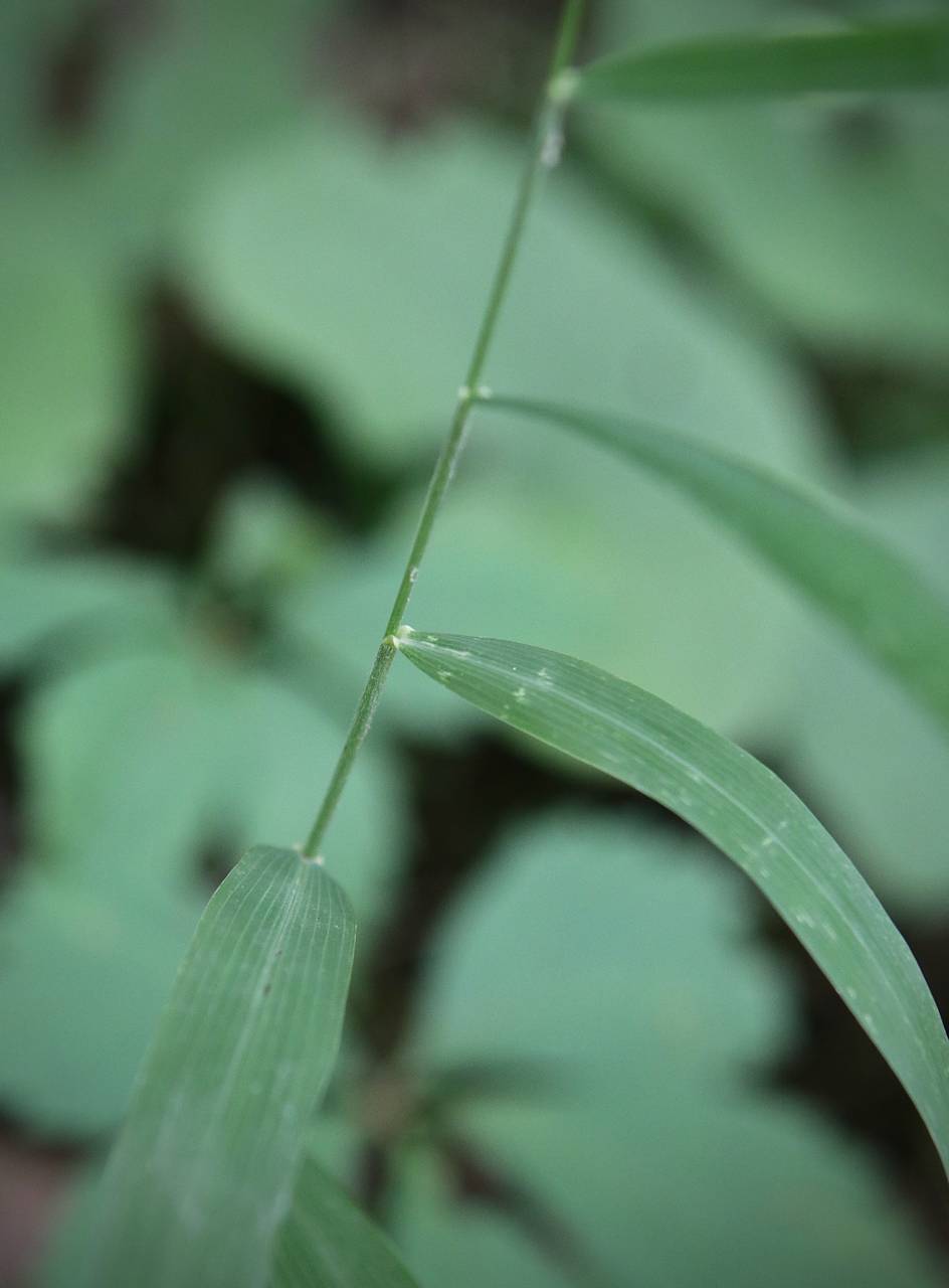 Photo of Slender Muhly