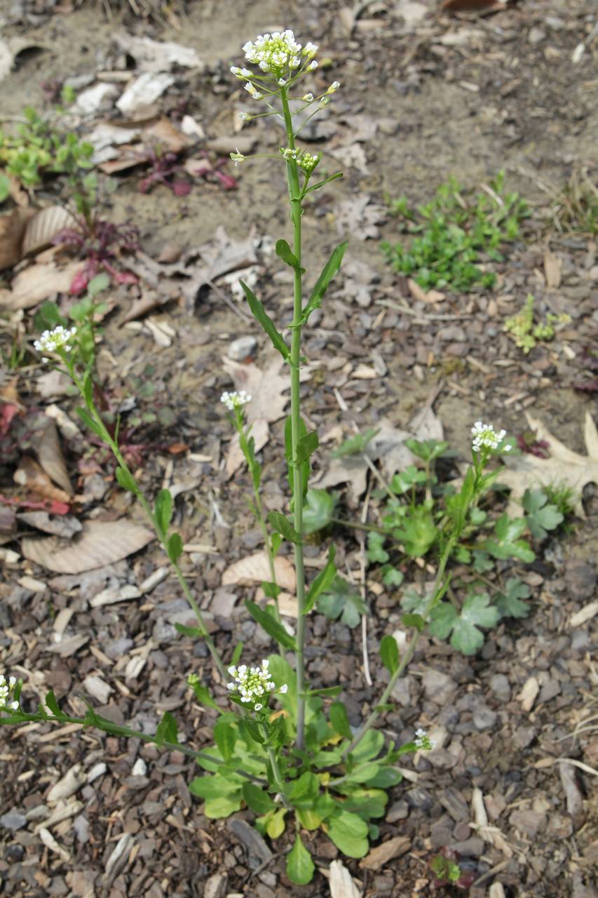 Photo of Garlic Pennycress
