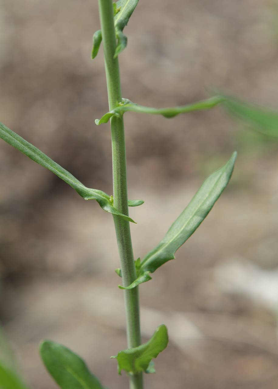 Photo of Garlic Pennycress