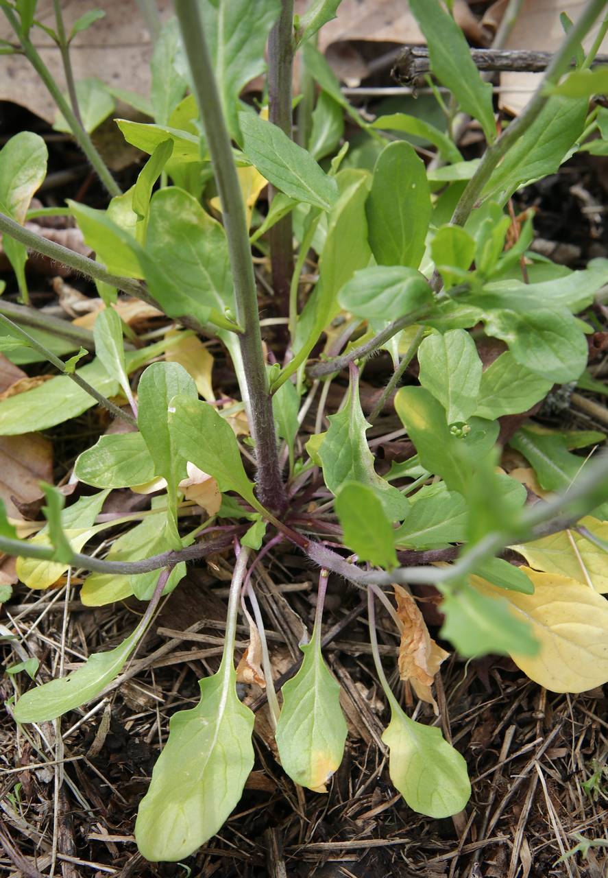 Photo of Garlic Pennycress