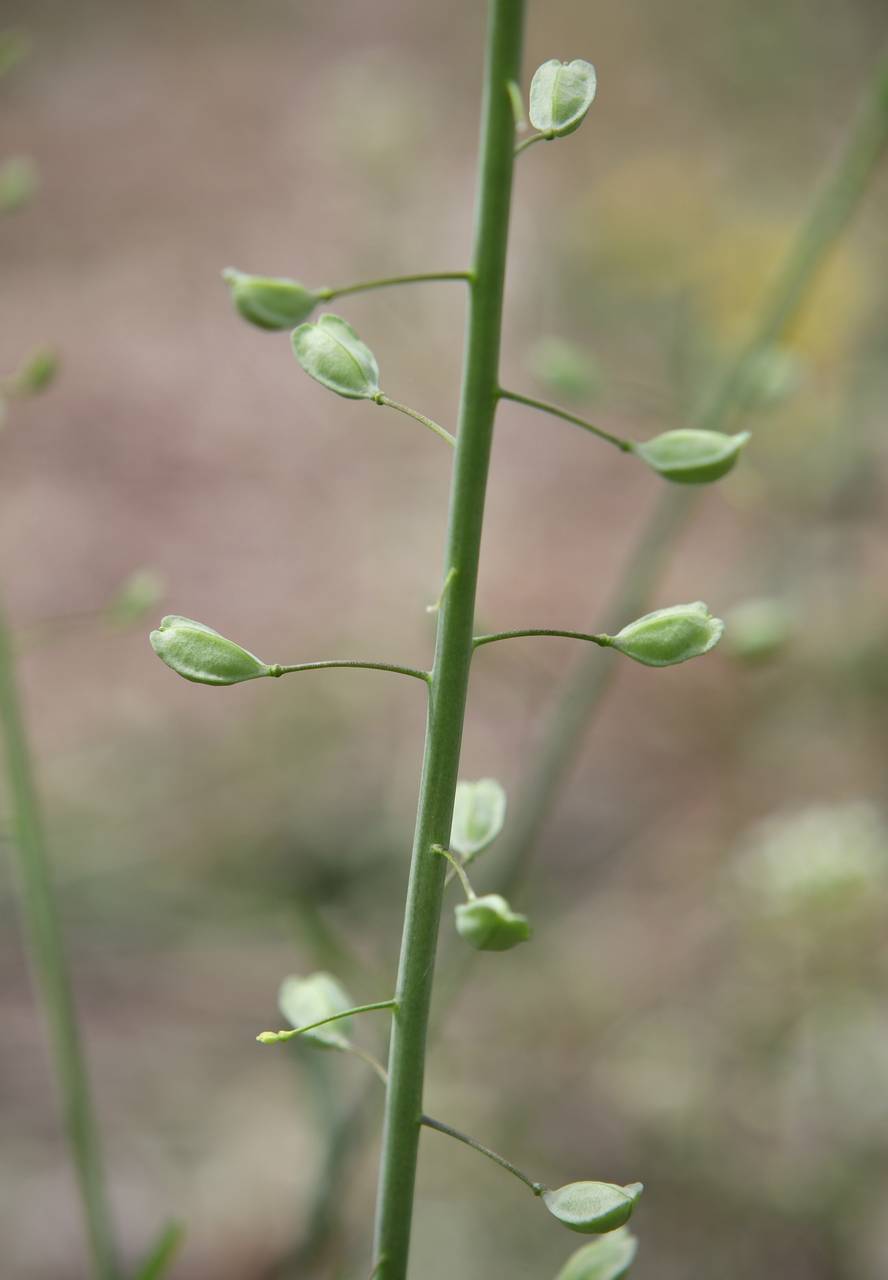 Photo of Garlic Pennycress