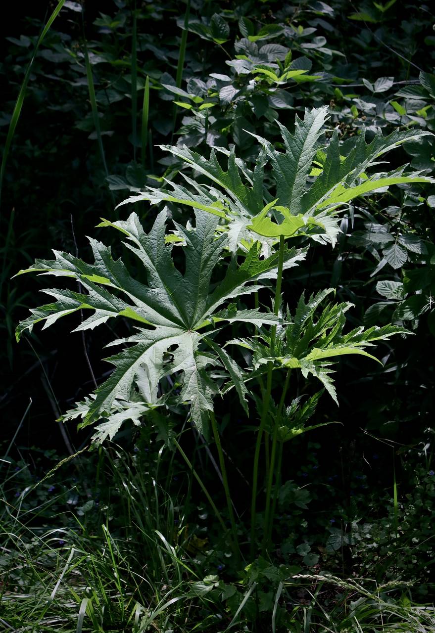Photo of Glade Mallow