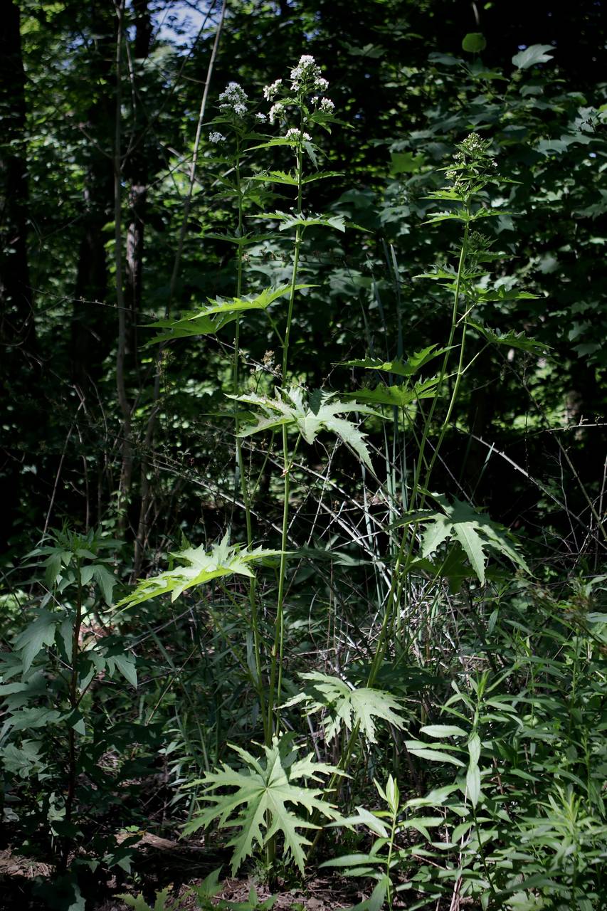 Photo of Glade Mallow