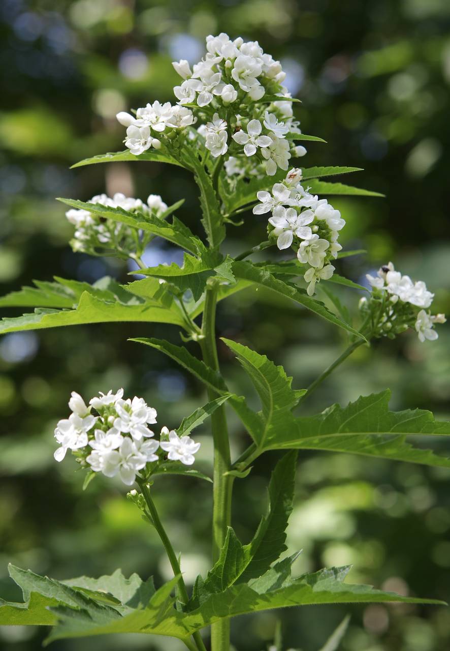 Photo of Glade Mallow