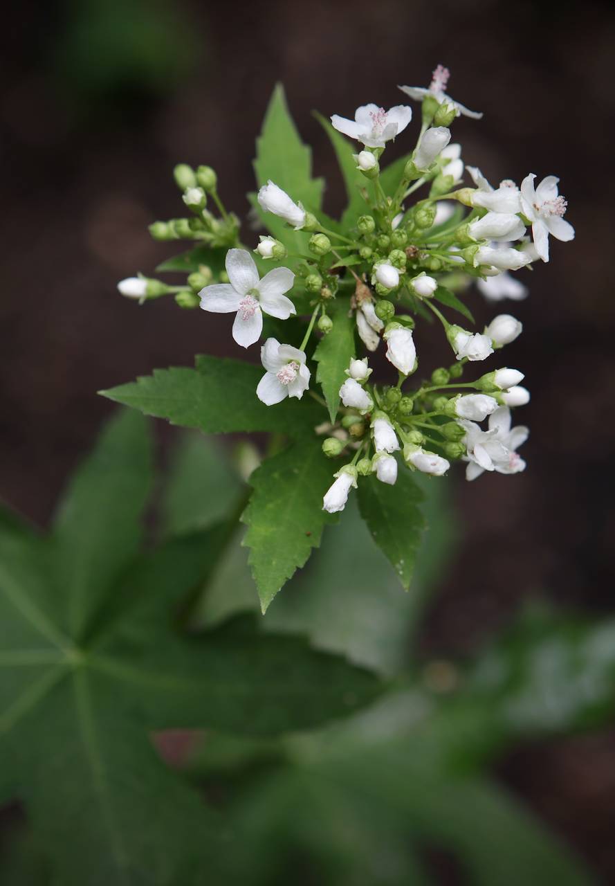 Photo of Glade Mallow