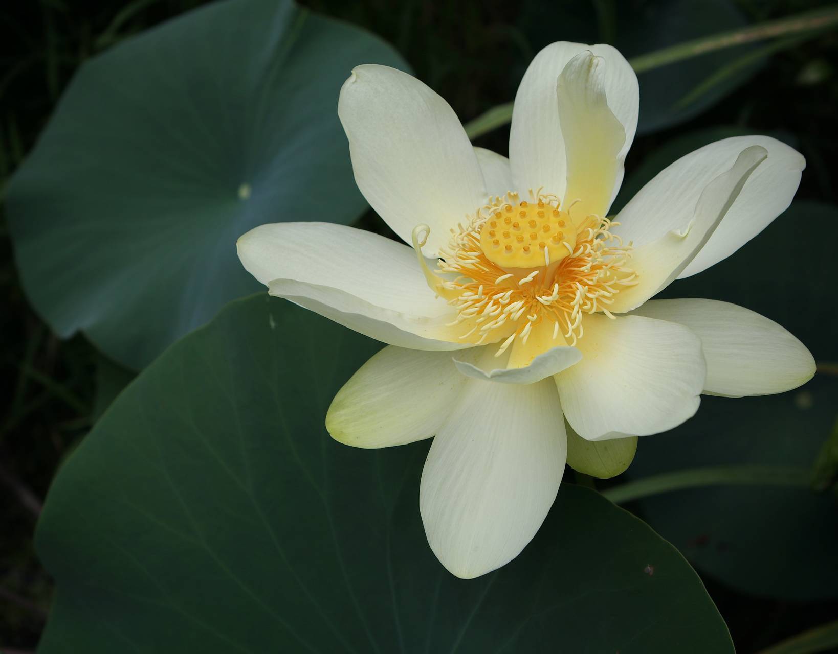 Photo of American Lotus