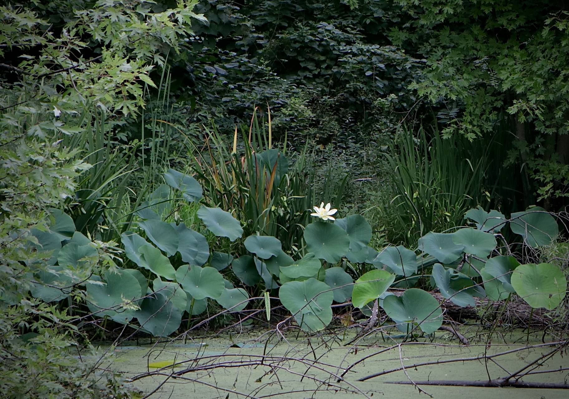Photo of American Lotus
