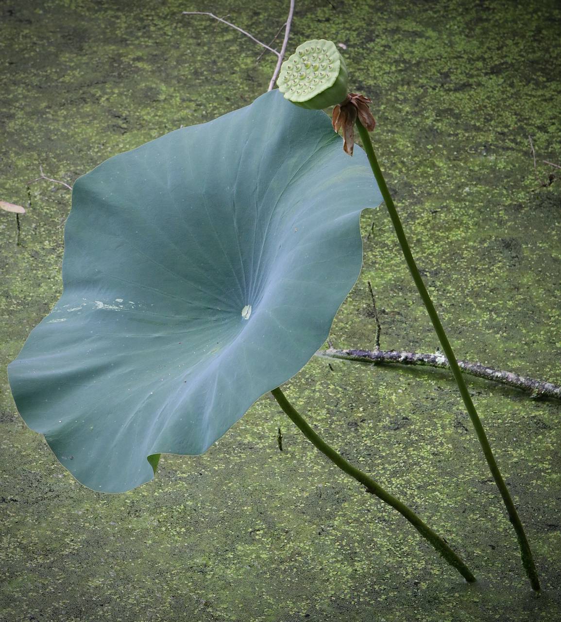 Photo of American Lotus