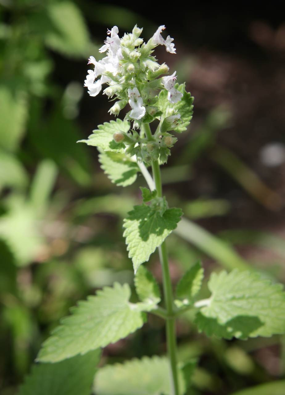 Photo of Catnip