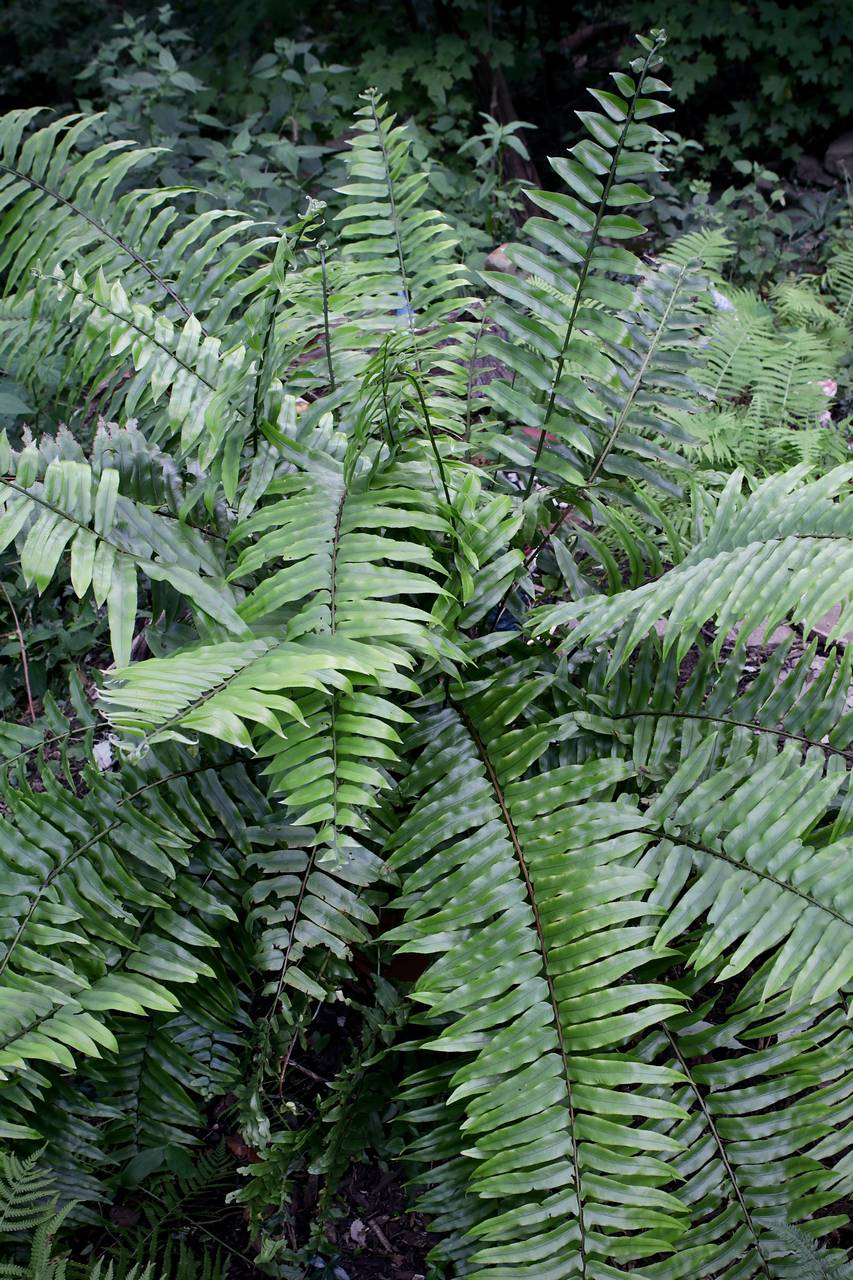 Photo of Macho Fern
