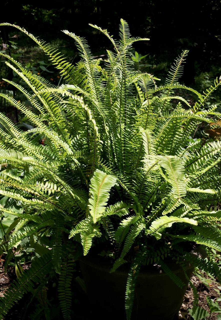 Photo of Boston Fern