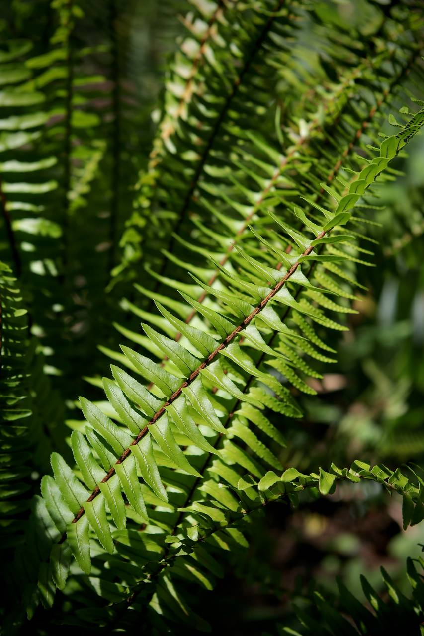 Photo of Boston Fern