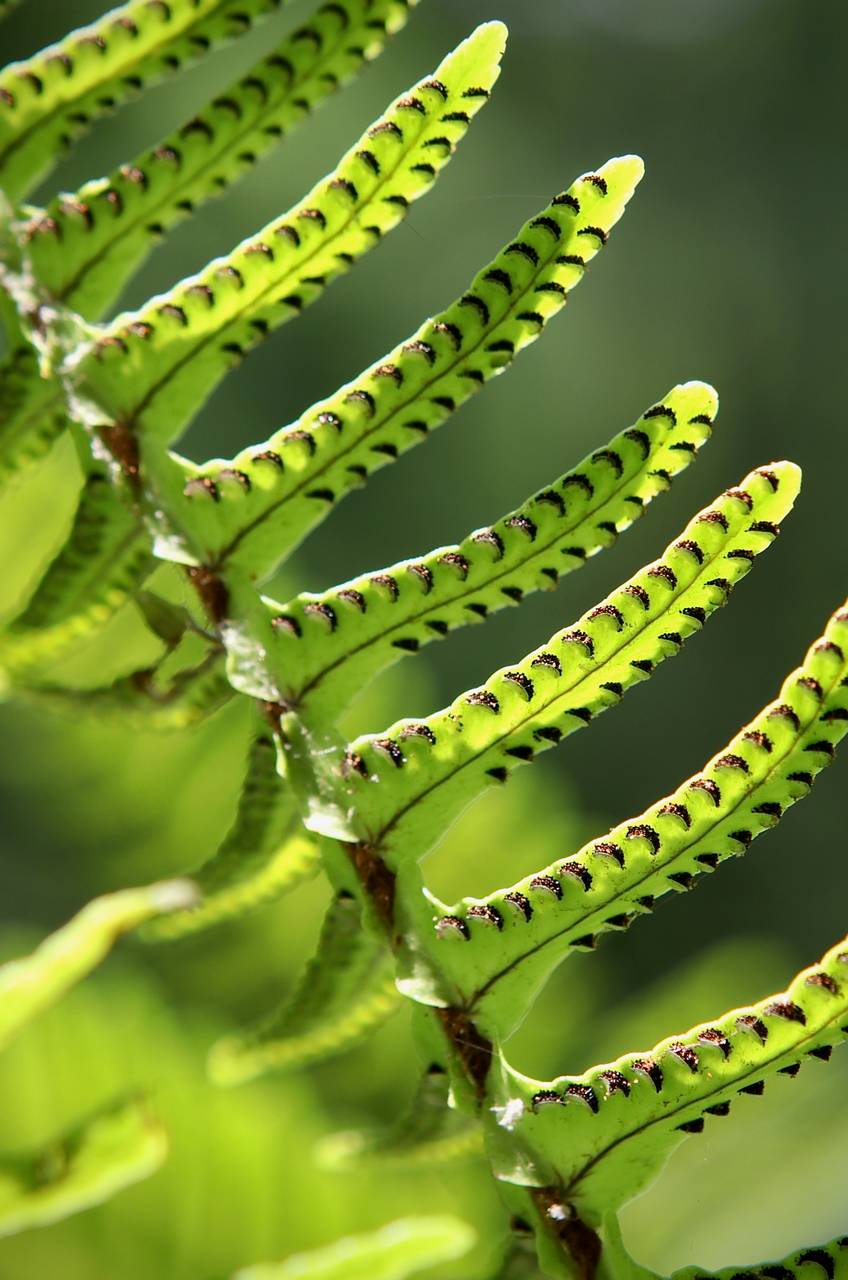 Photo of Boston Fern