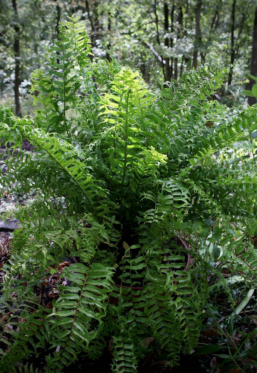 Photo of Fishtail Swordfern