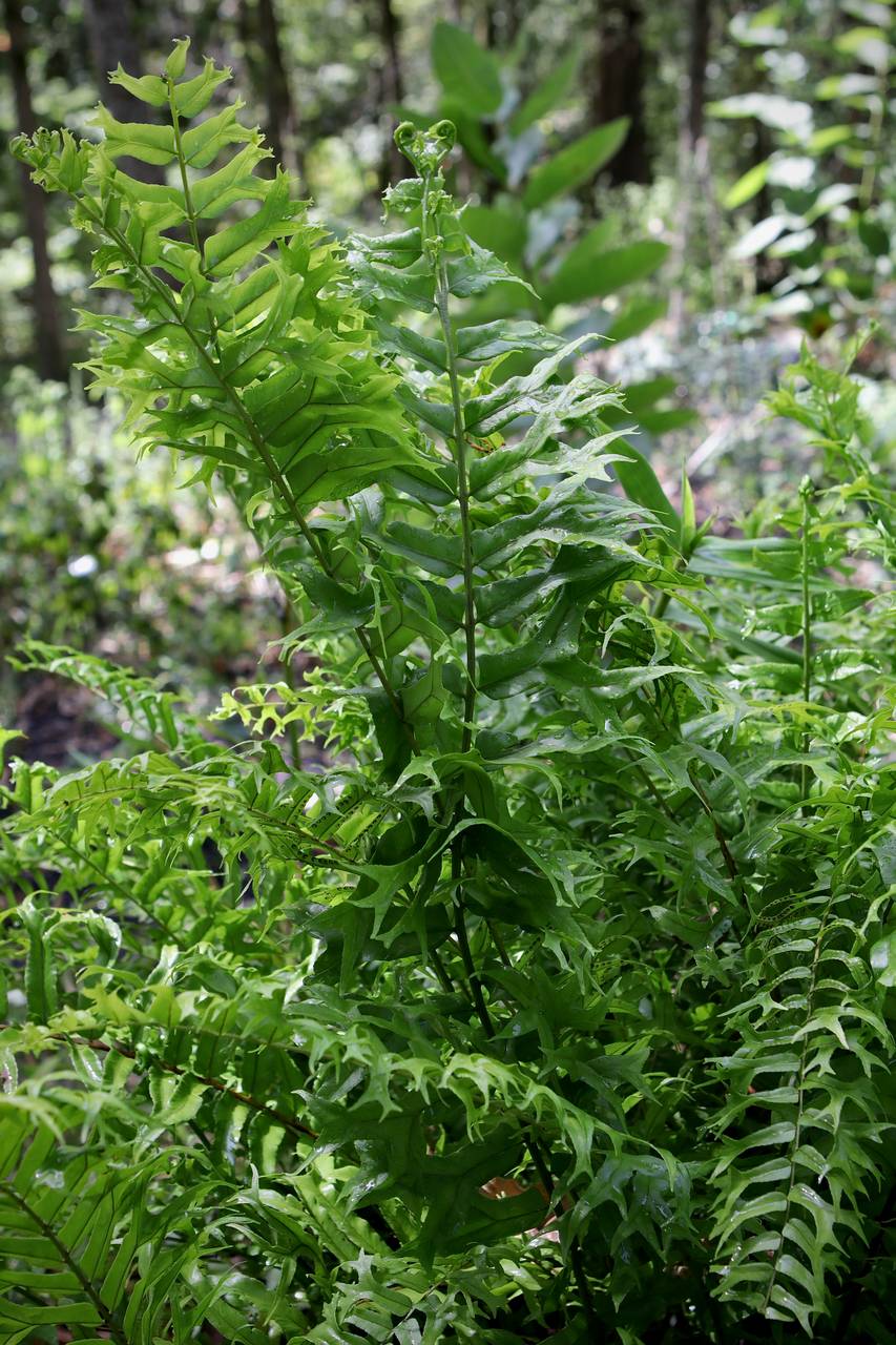 Photo of Fishtail Swordfern