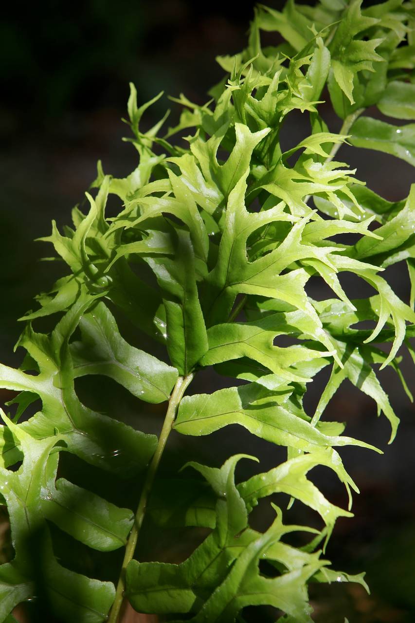 Photo of Fishtail Swordfern