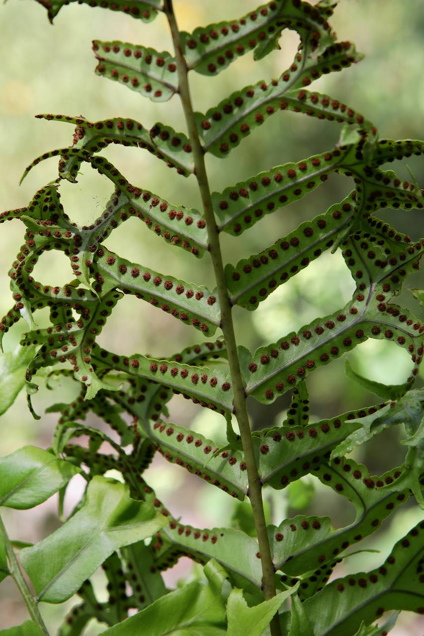 Photo of Fishtail Swordfern