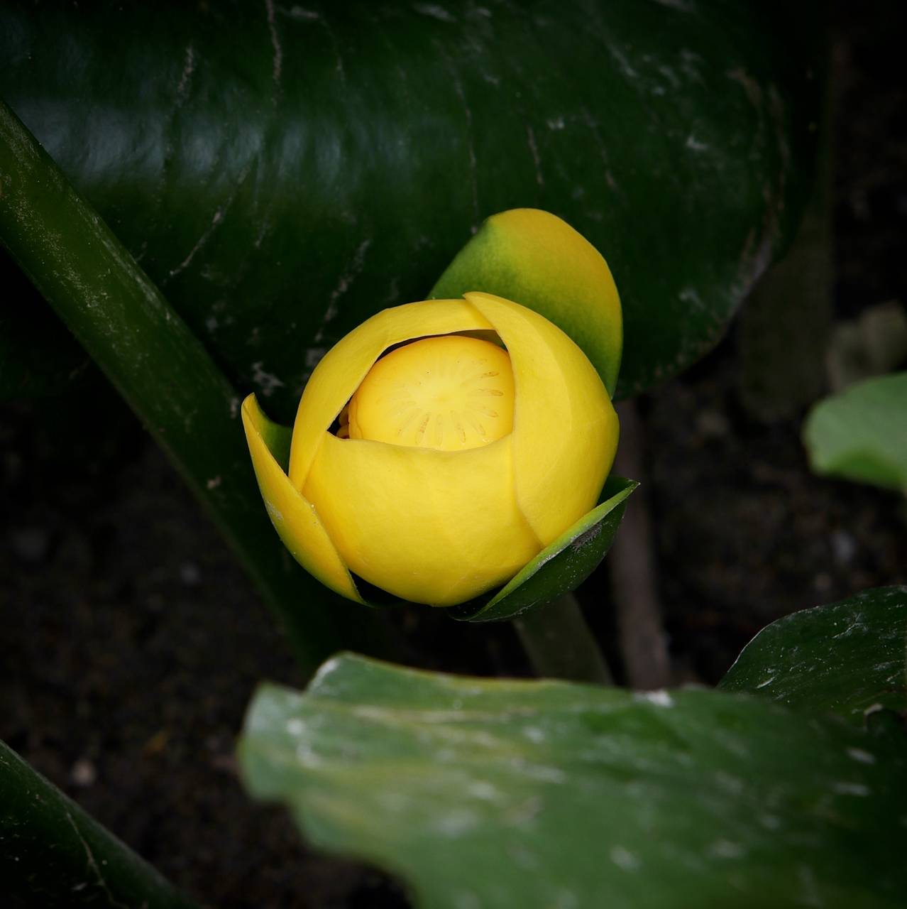 Photo of Yellow Pond-Lily