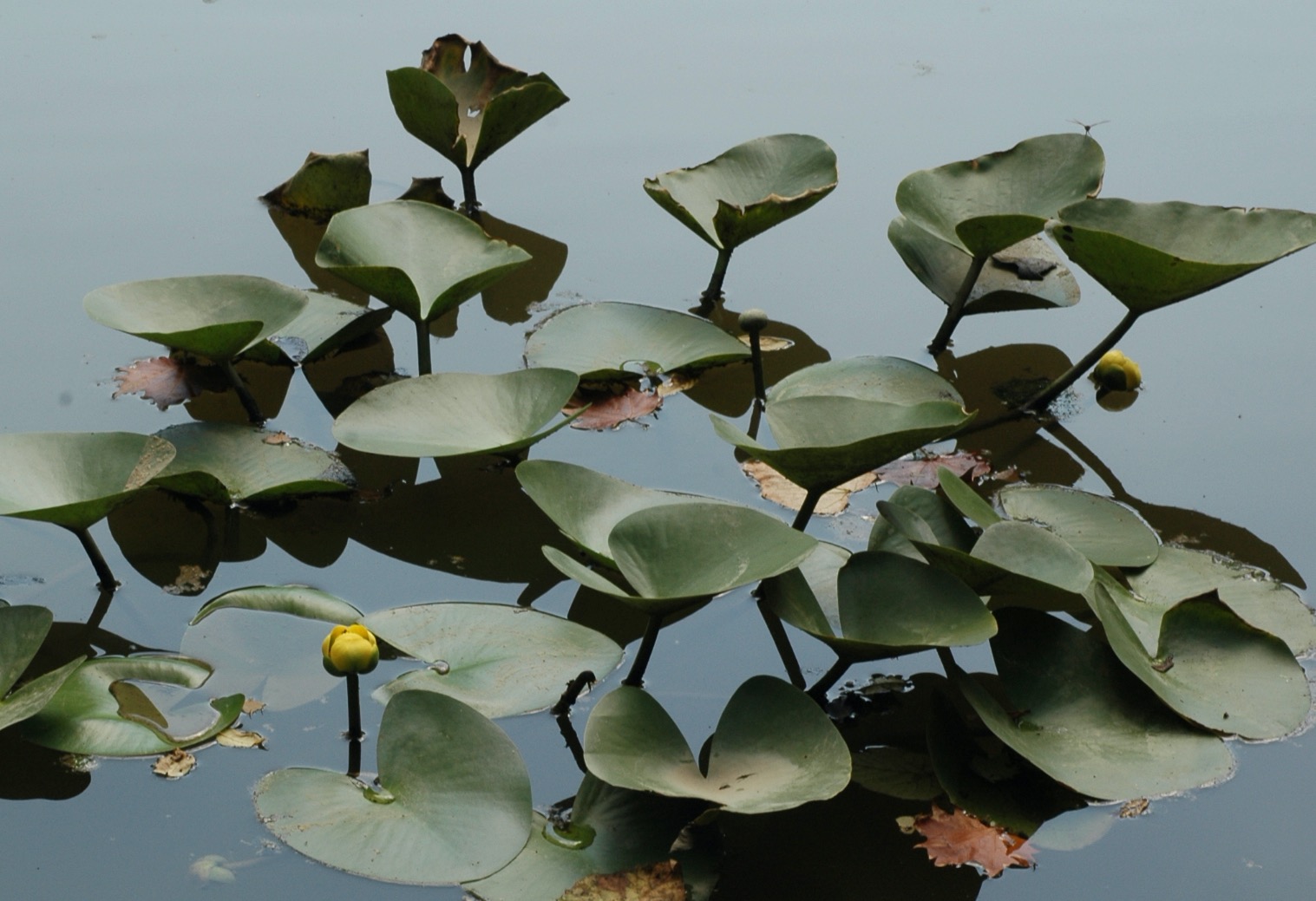 Photo of Yellow Pond-Lily