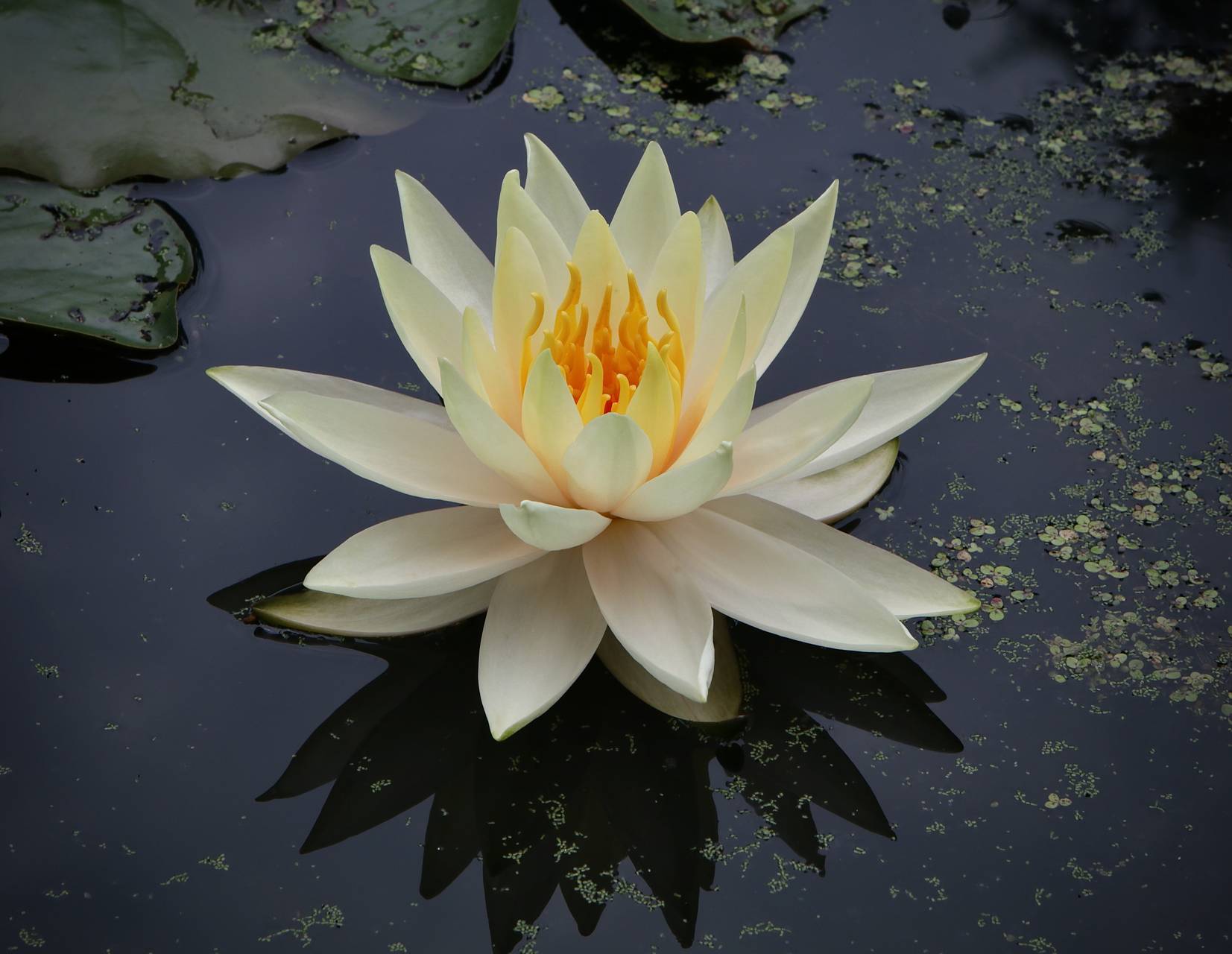 Photo of Sweet-Scented Water-Lily