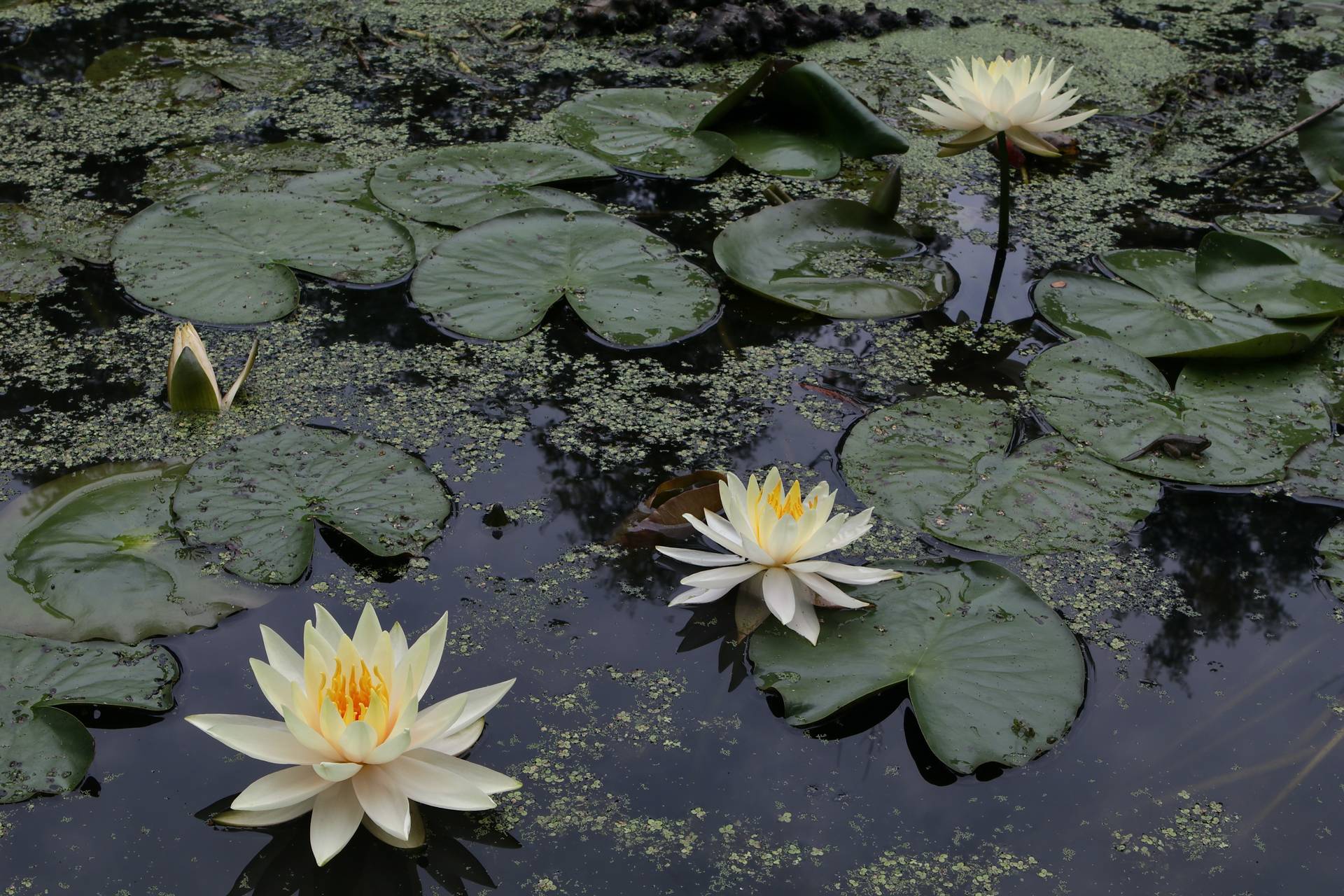 Photo of Sweet-Scented Water-Lily