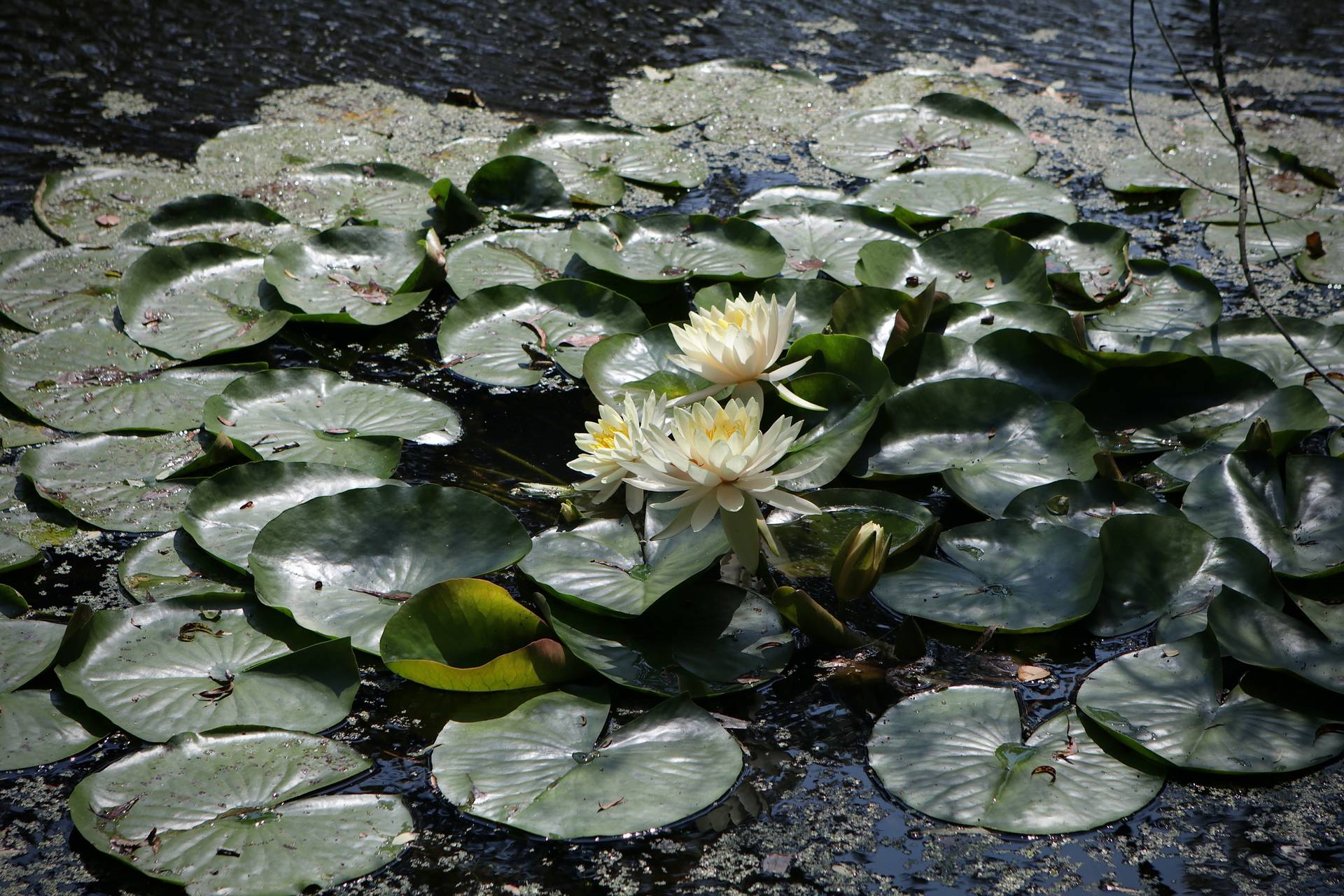 Photo of Sweet-Scented Water-Lily