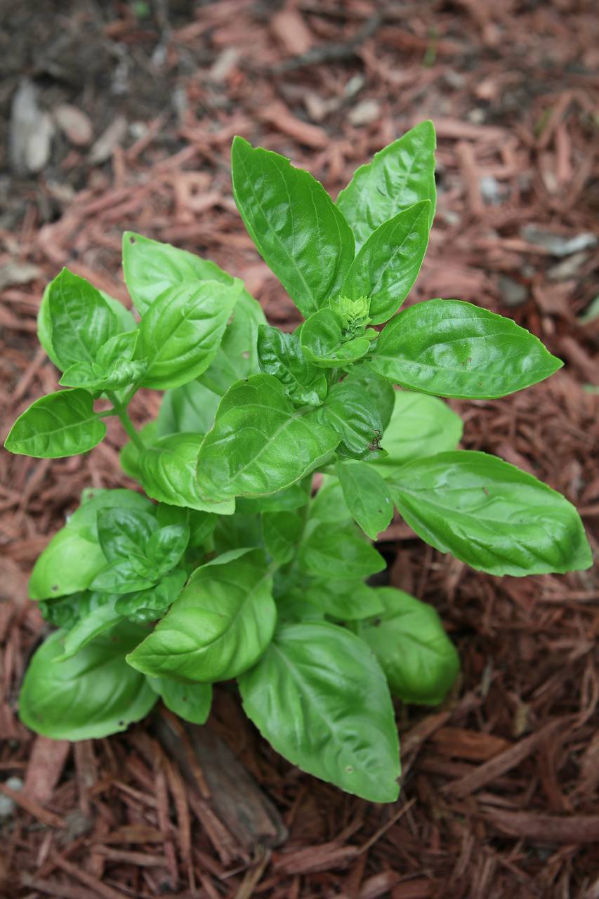 Photo of Basil