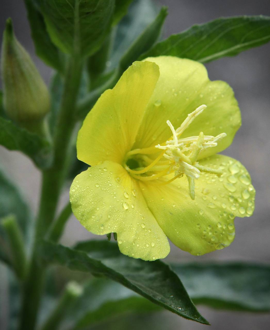Photo of Evening Primrose
