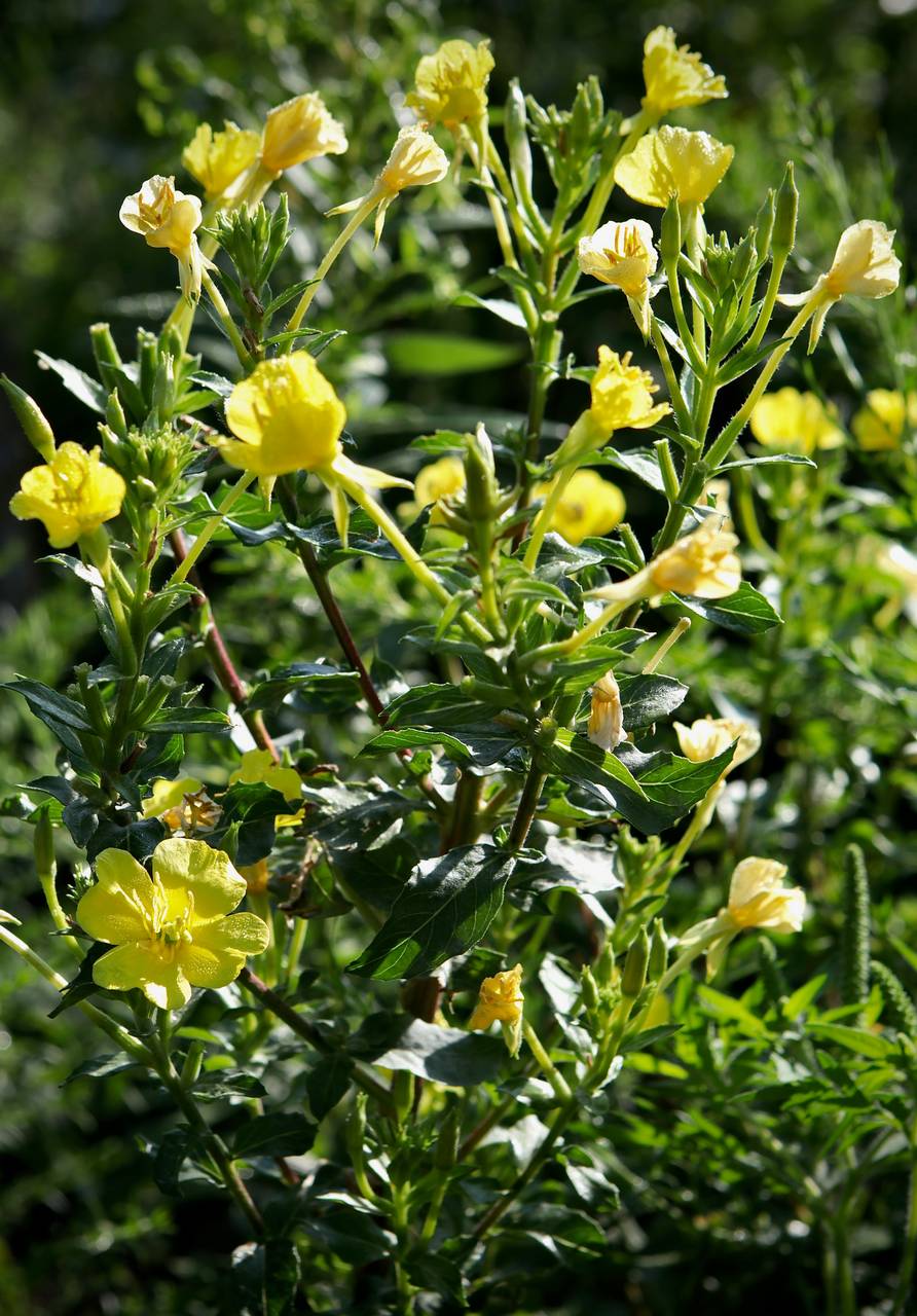 Photo of Evening Primrose