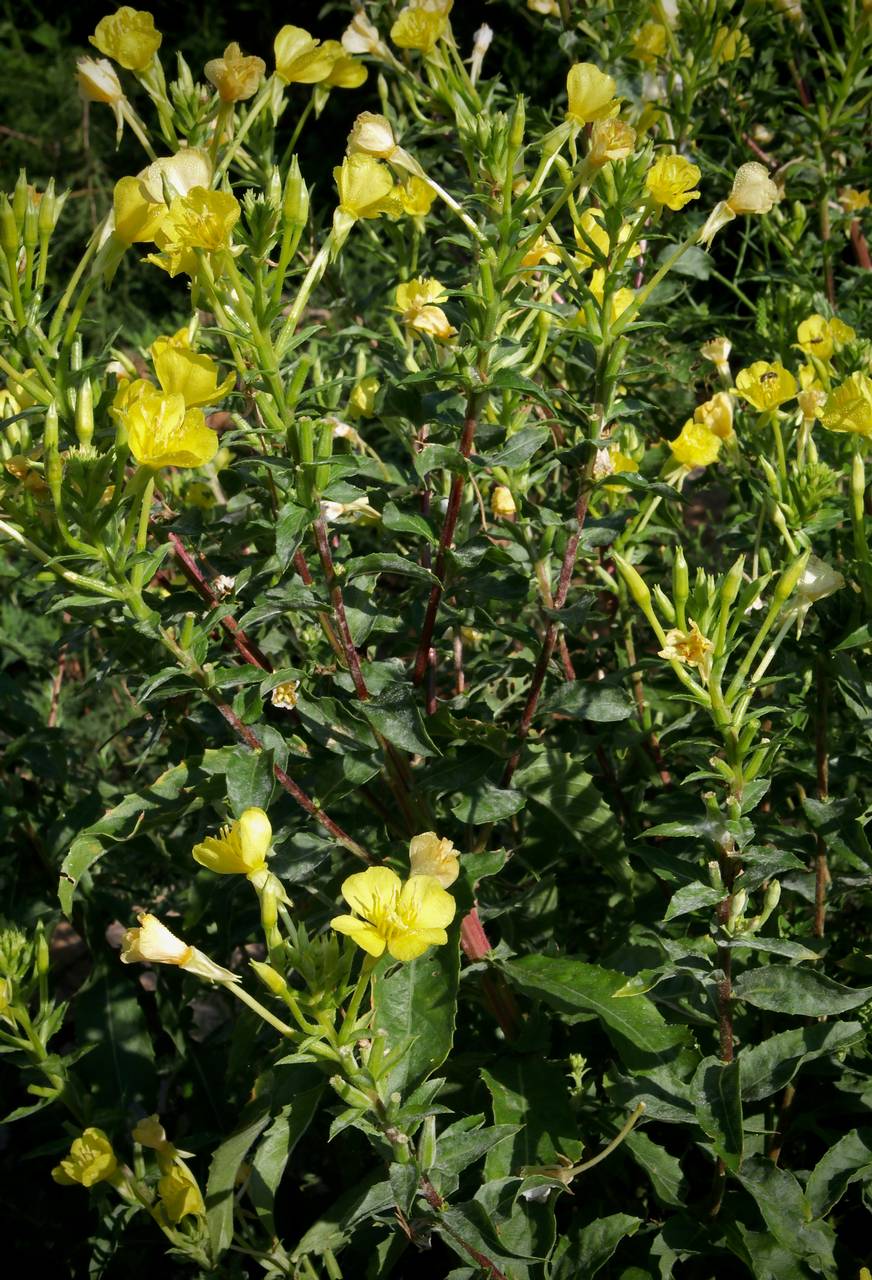 Photo of Evening Primrose