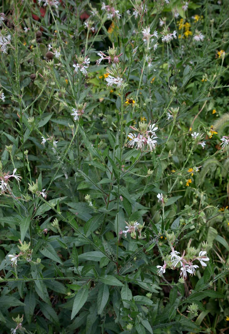 Photo of Biennial Beeblossom