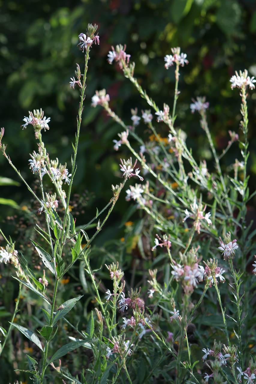 Photo of Biennial Beeblossom