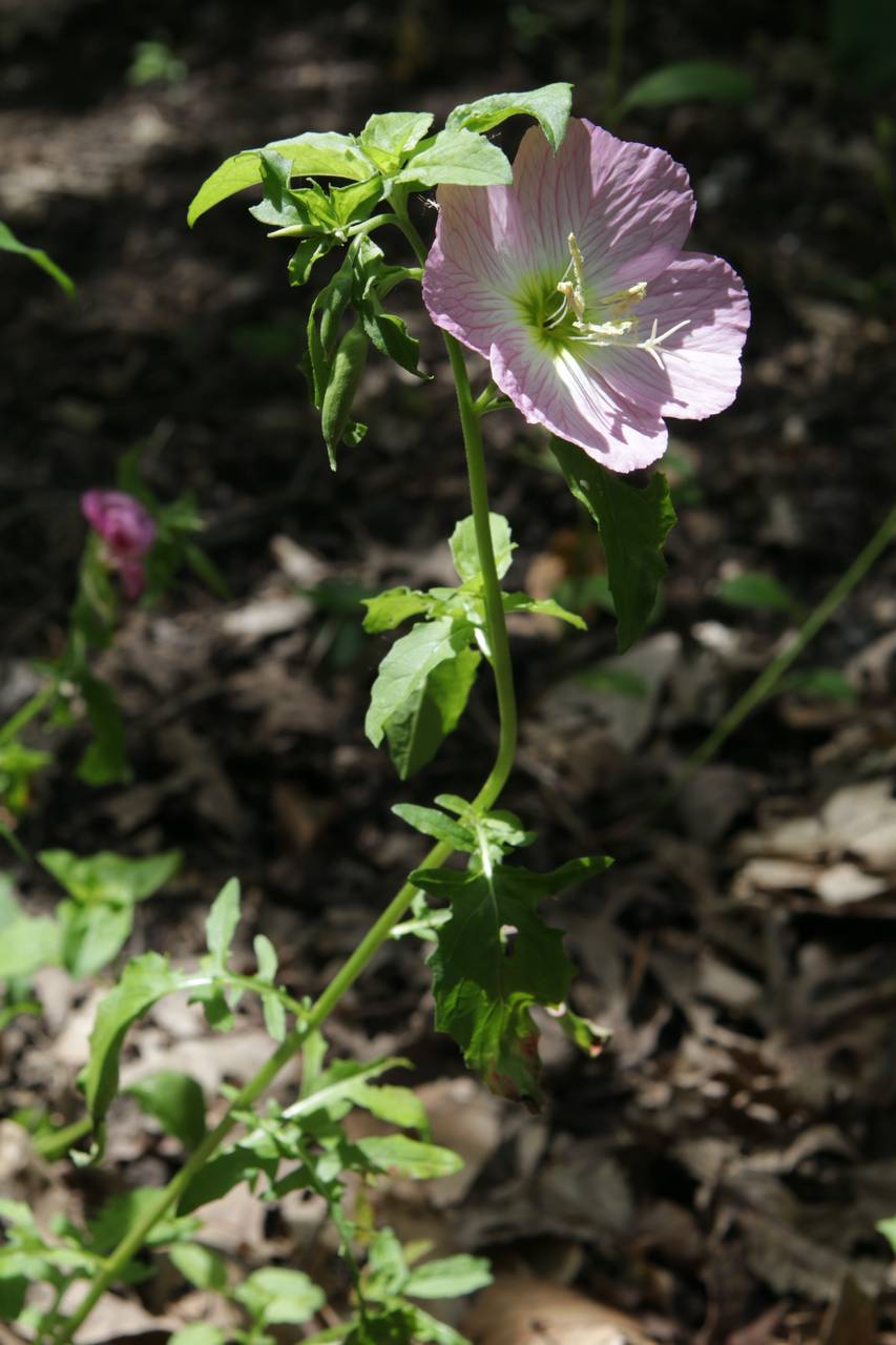 Photo of Pink Evening Primrose