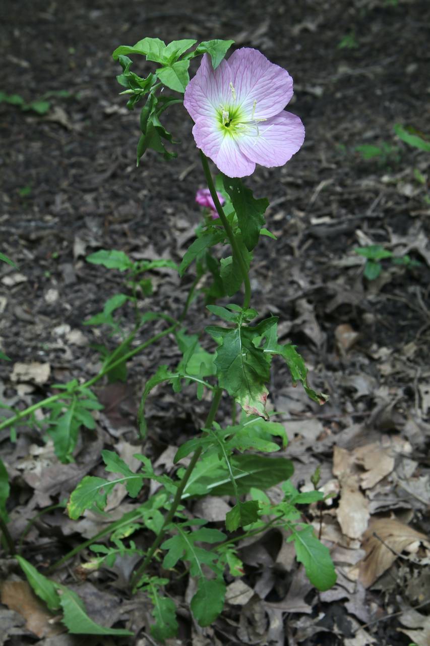 Photo of Pink Evening Primrose