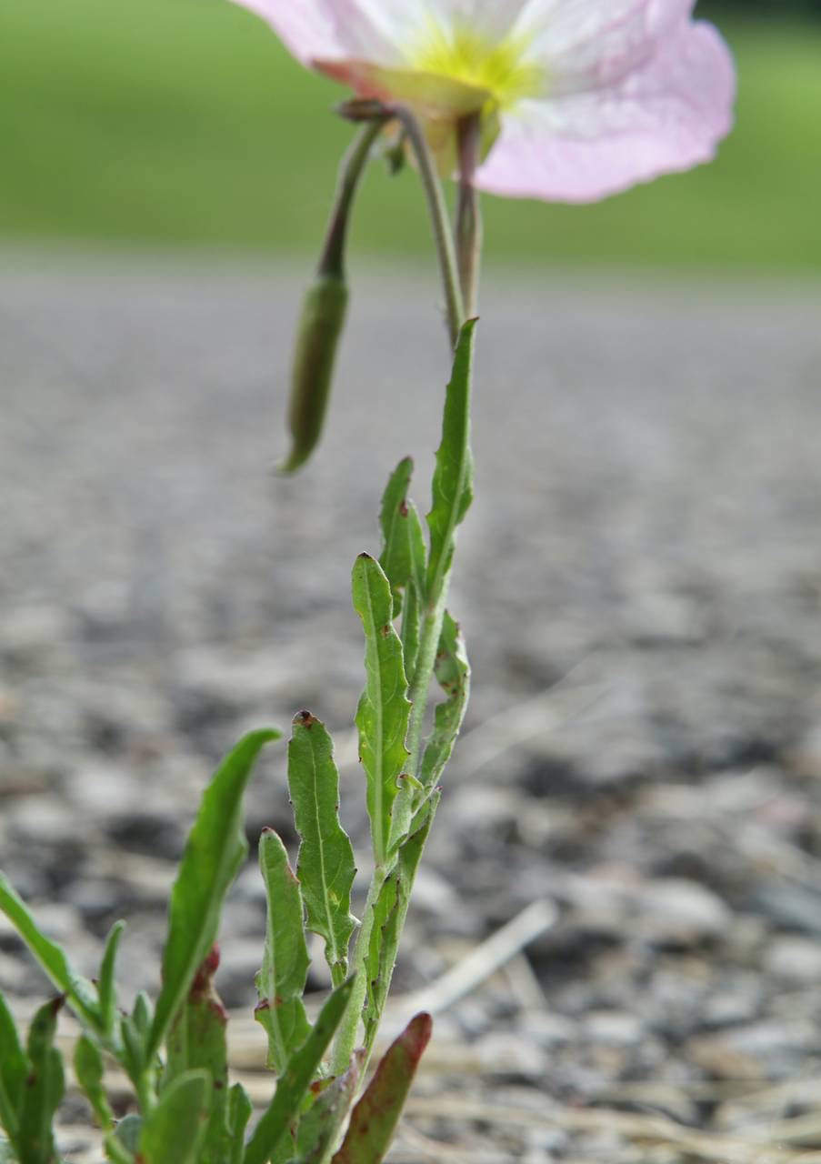 Photo of Pink Evening Primrose