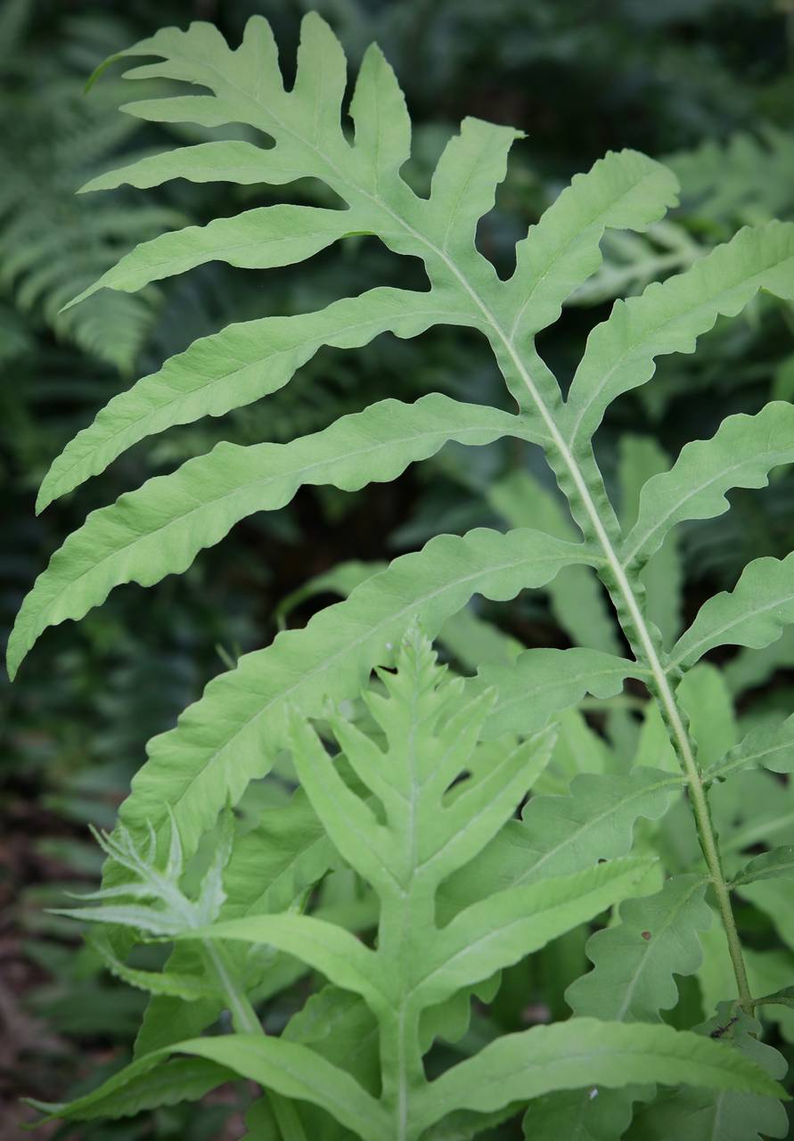 Photo of Sensitive Fern
