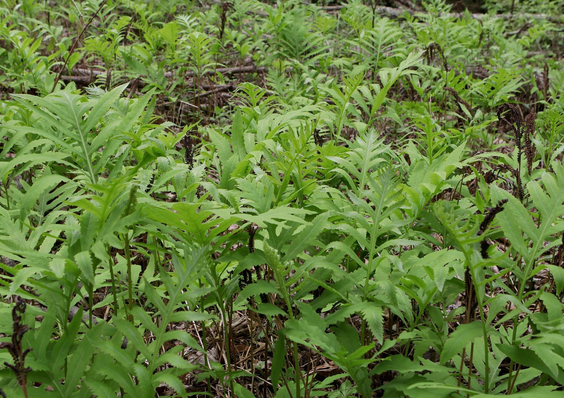 Photo of Sensitive Fern