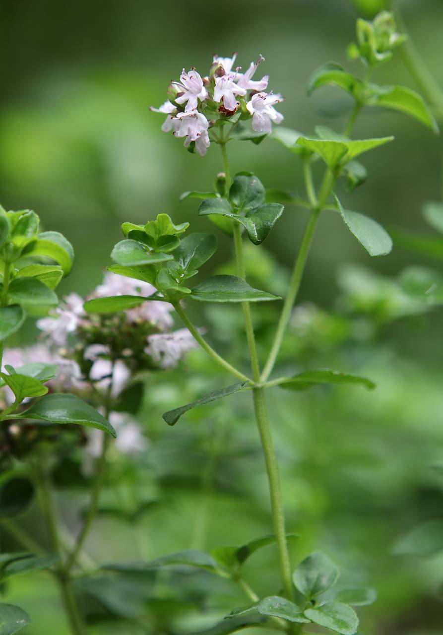 Photo of Oregano