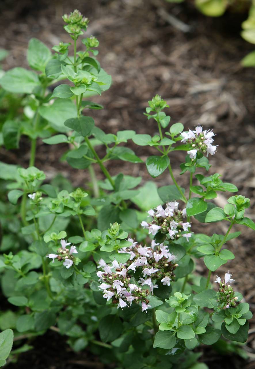 Photo of Oregano