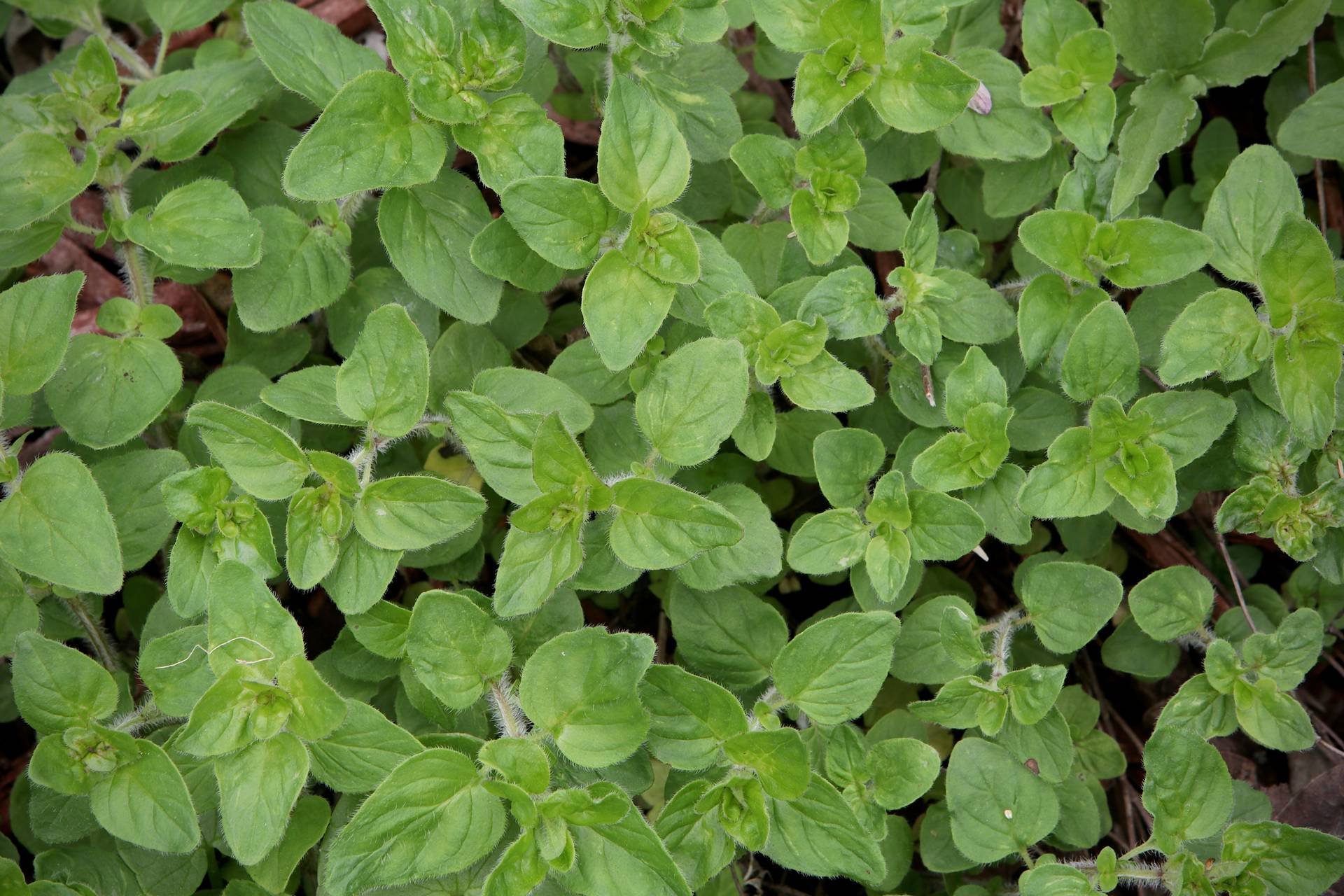 Photo of Oregano