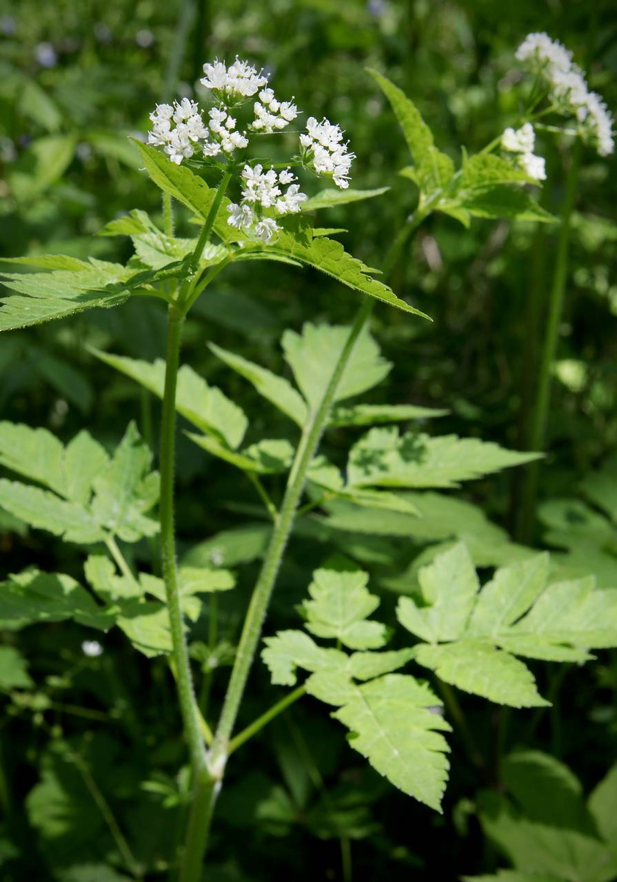 Photo of Hairy Sweet Cicely