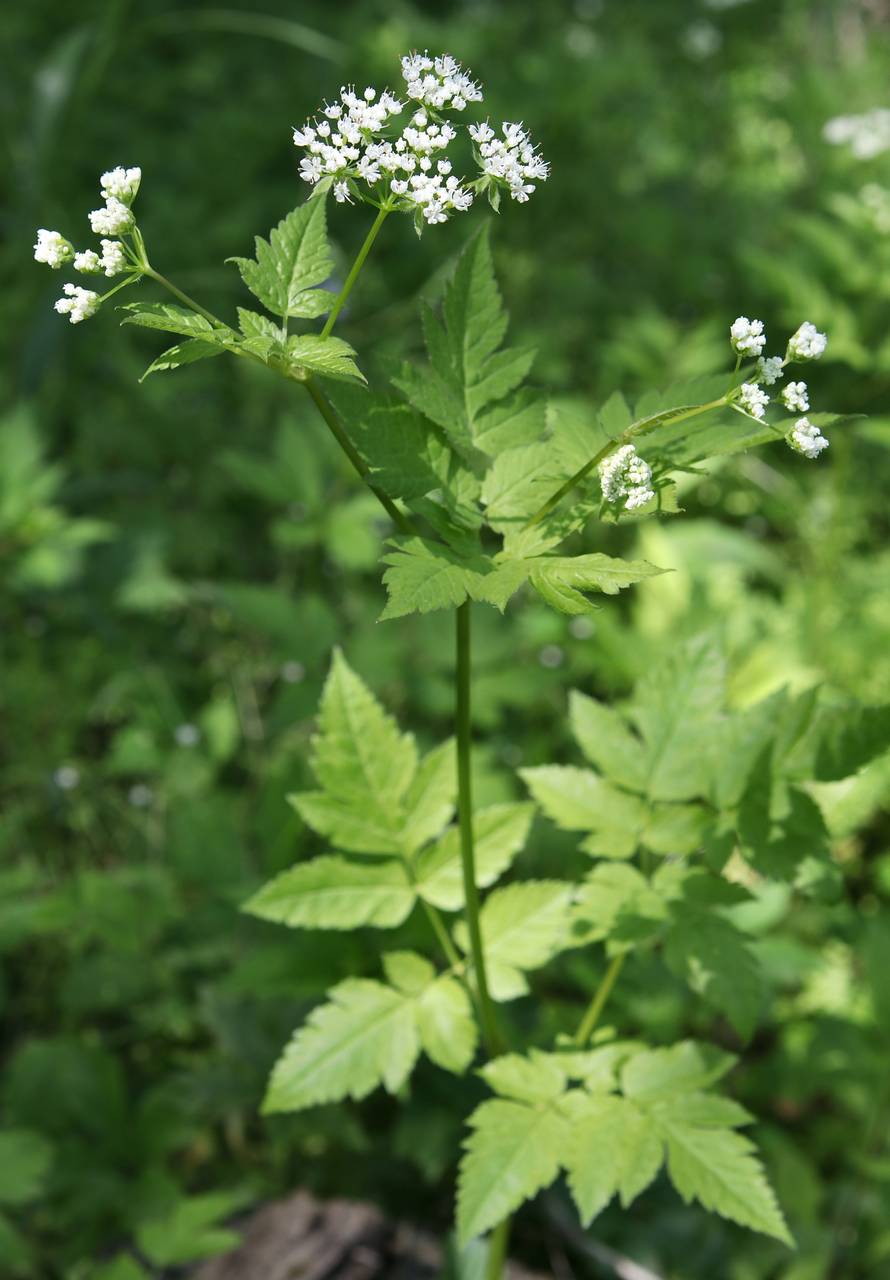Photo of Smoother Sweet Cicely