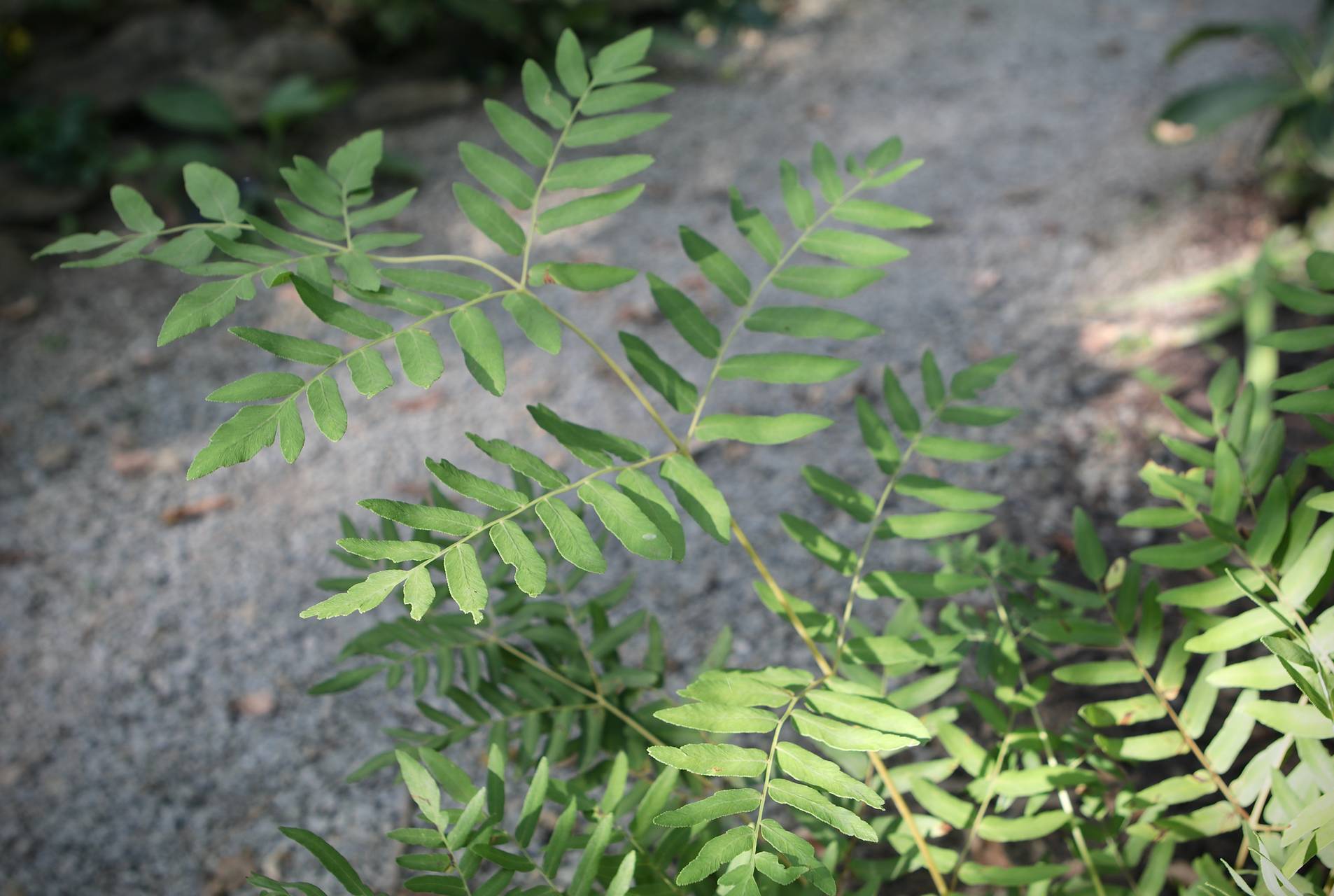 Photo of Royal Fern