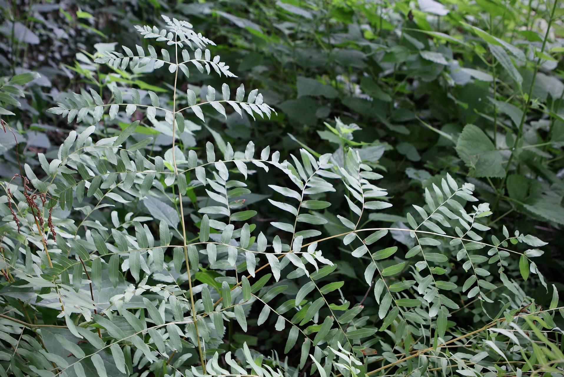 Photo of Royal Fern