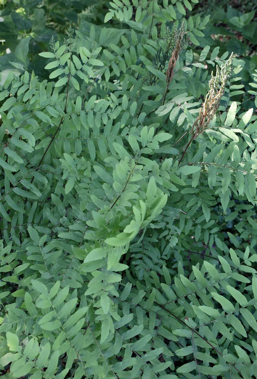 Photo of Royal Fern